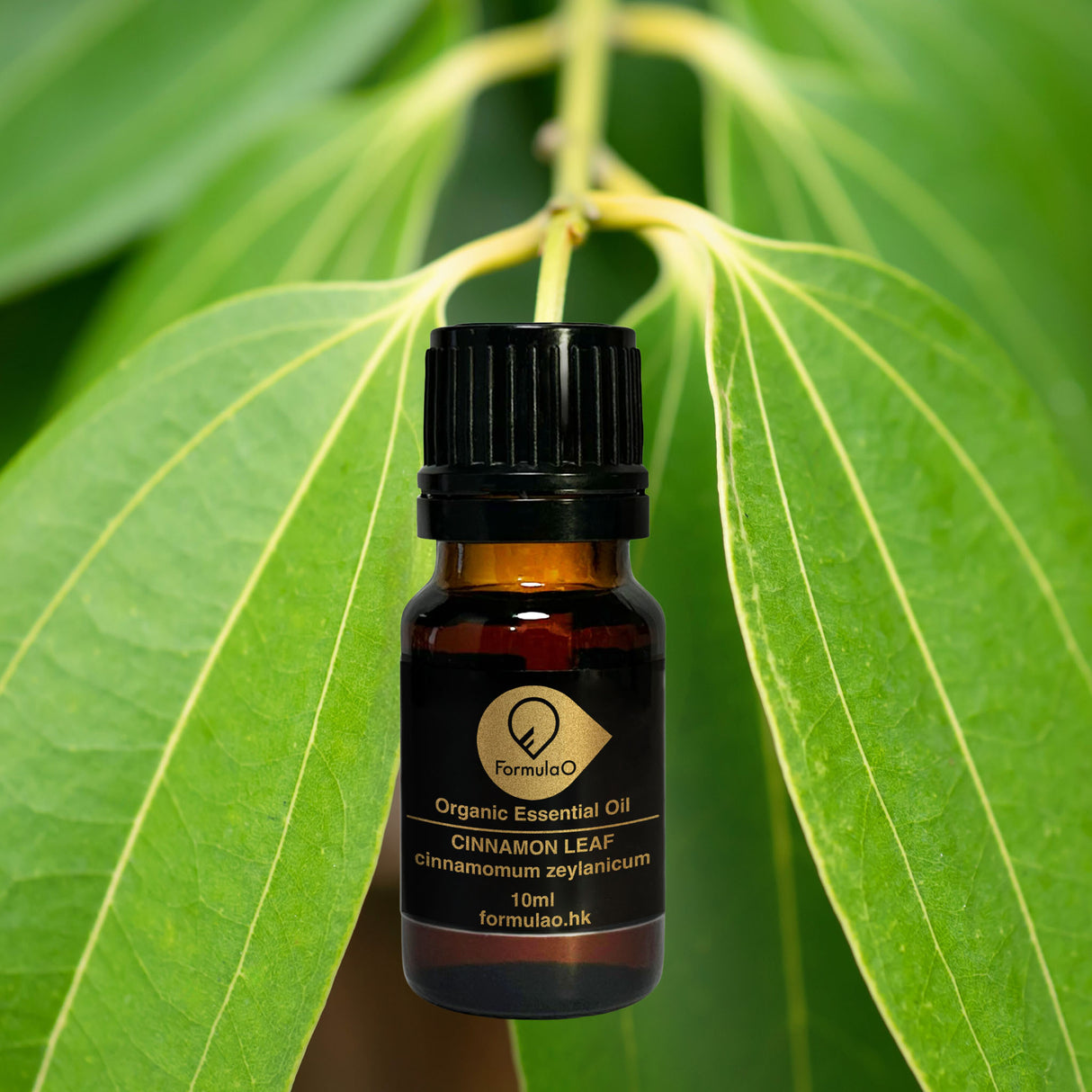 肉桂葉有機香薰精油