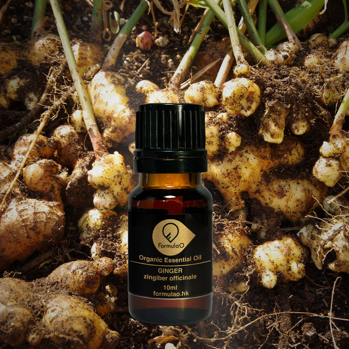 薑有機香薰精油