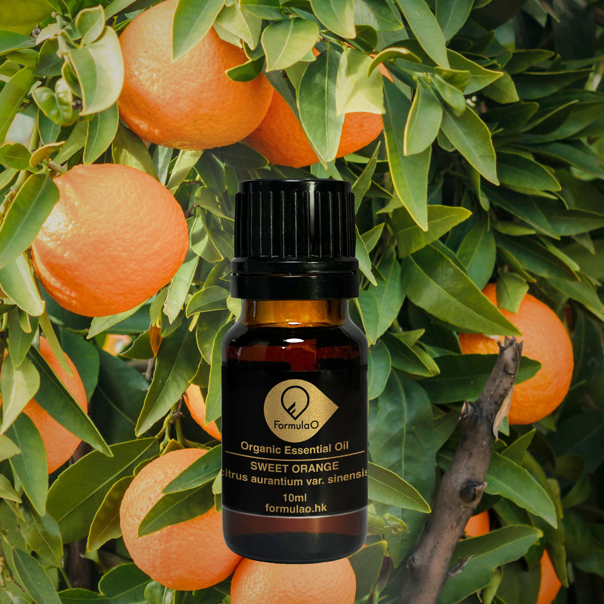 甜橙有機香薰精油