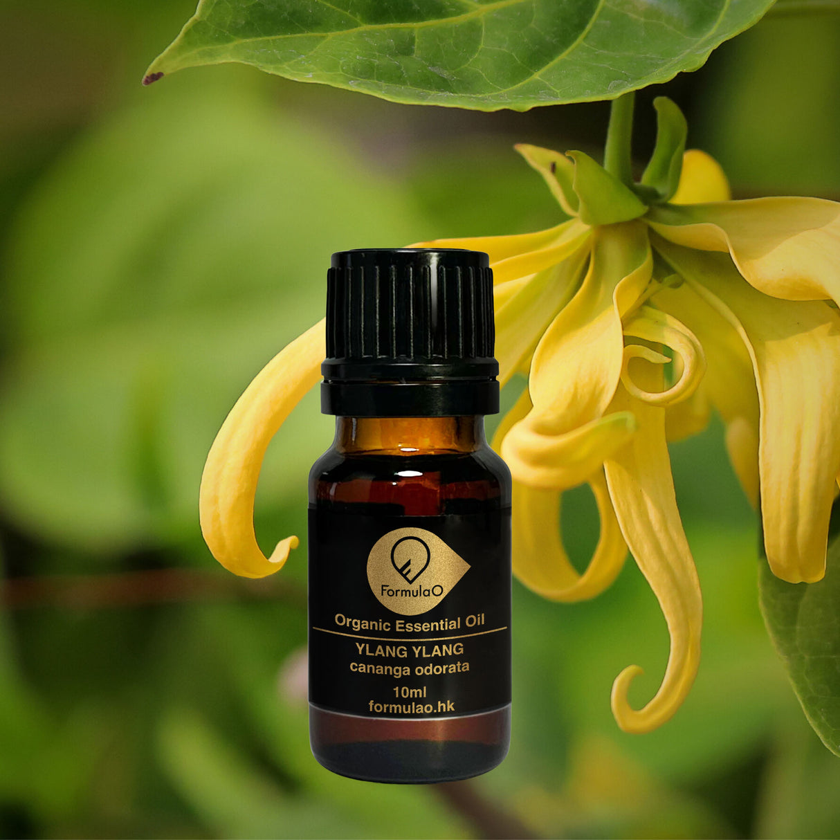 依蘭有機香薰精油