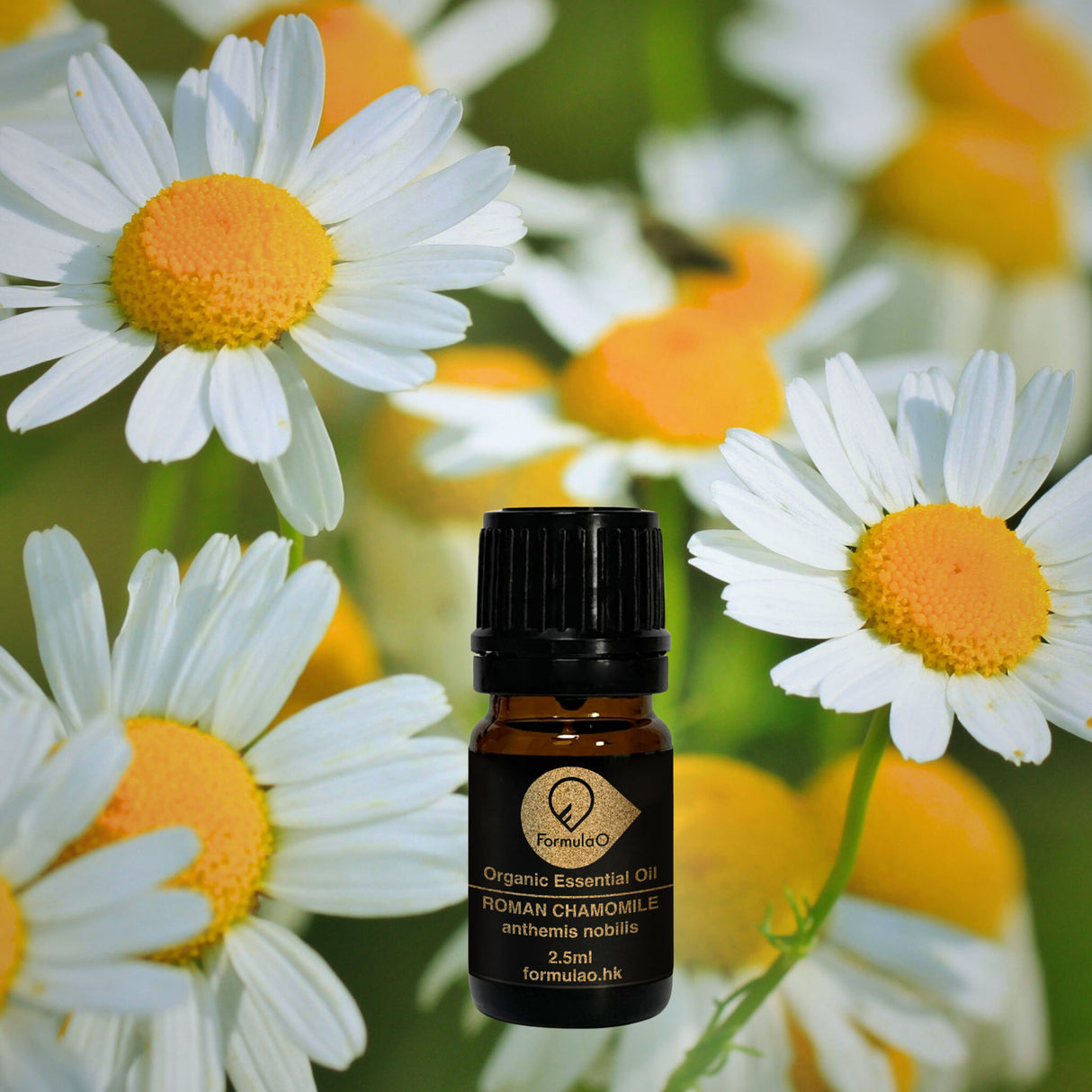 羅馬洋甘菊有機香薰精油
