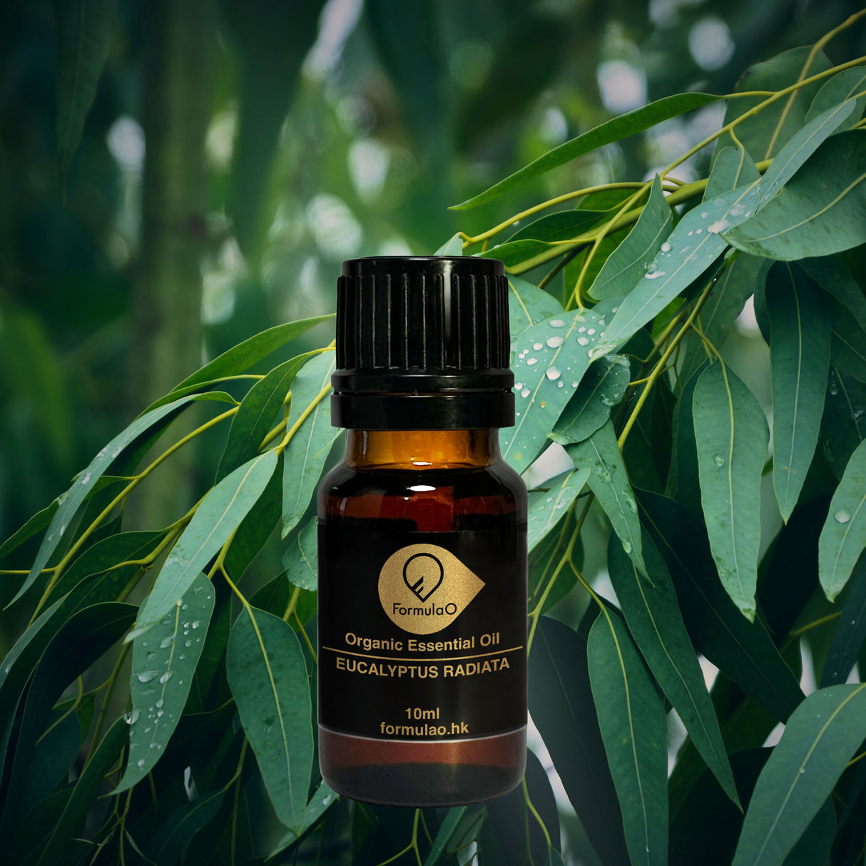 澳洲尤加利有機香薰精油