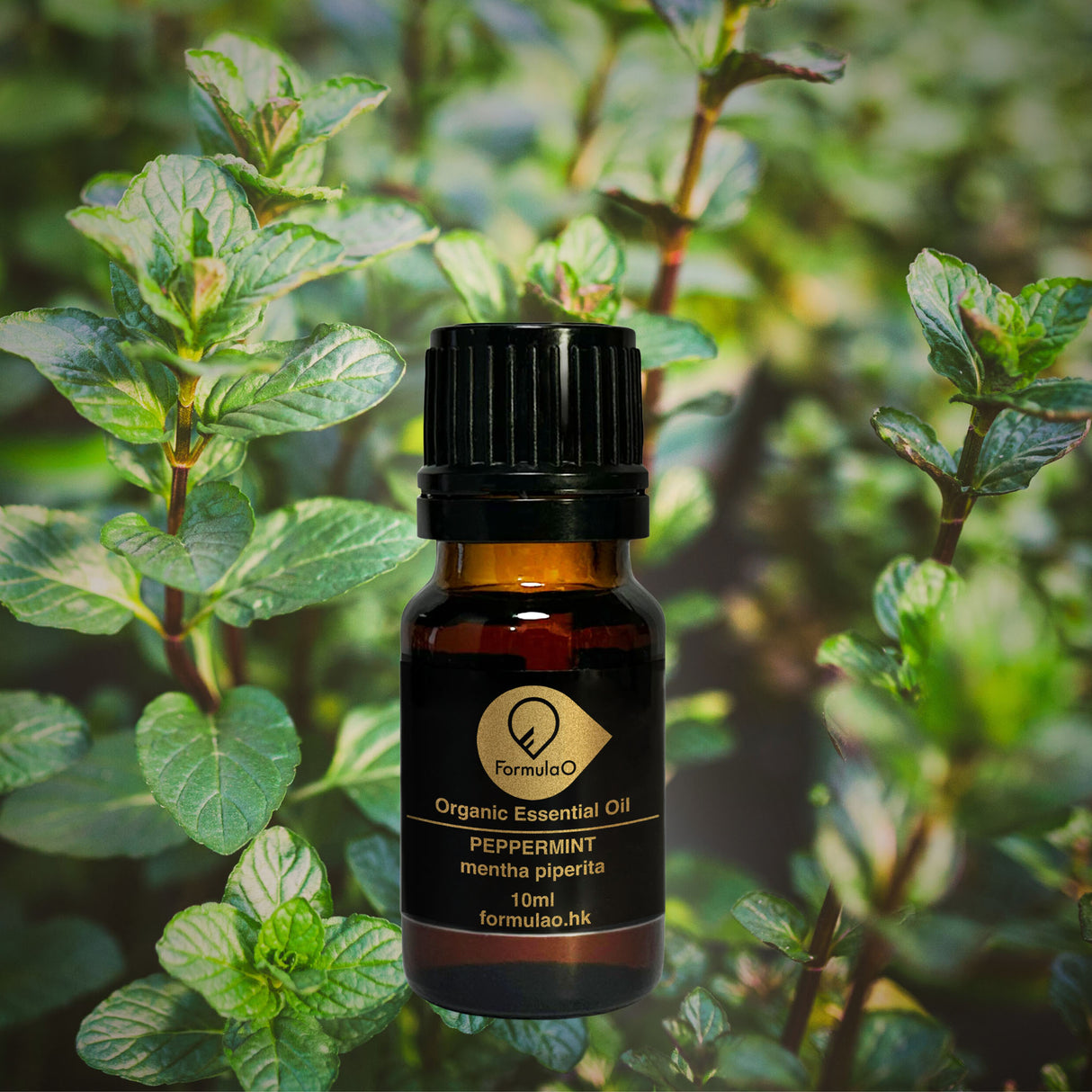 胡椒薄荷有機香薰精油