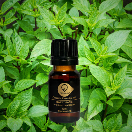 Sweet Basil Organic Essential Oils