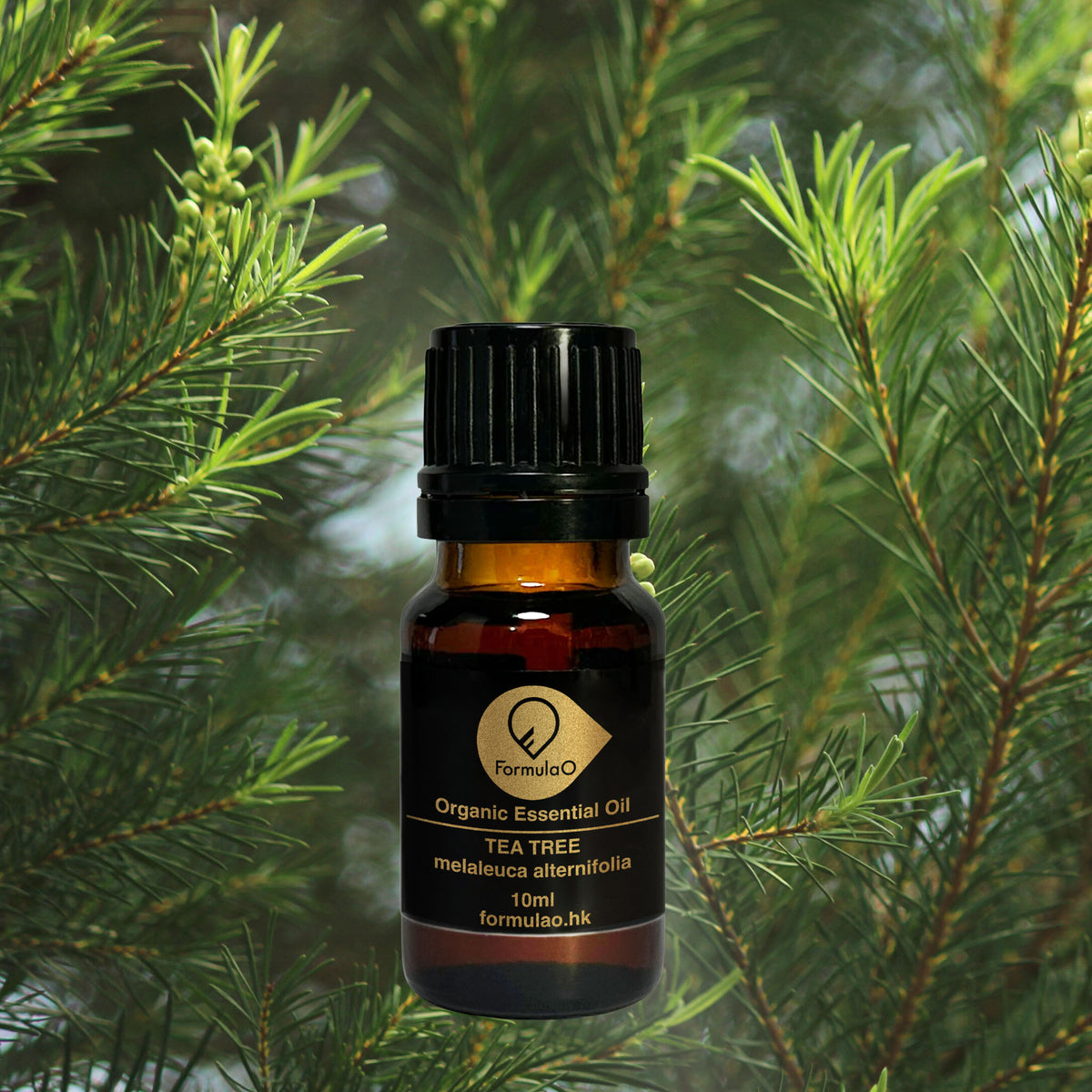 茶樹 Tea Tree – FormulaO