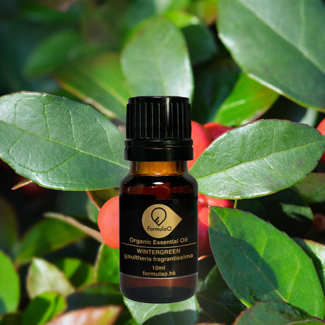 冬青有機香薰精油