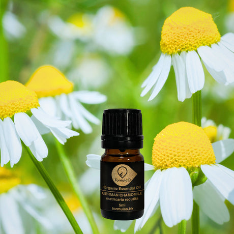 德國洋甘菊有機香薰精油